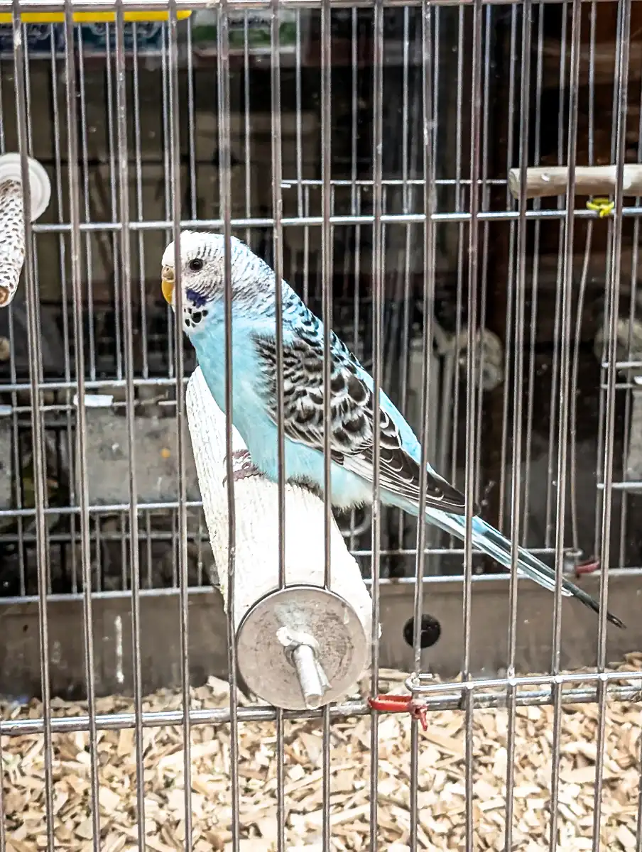 Appel Gartenmarkt - Wellensittich im Zoomarkt