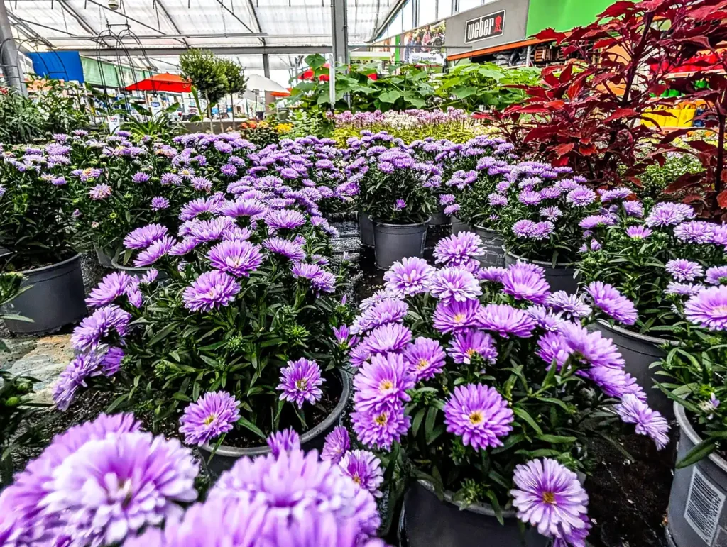 Appel_Gartenmarkt_Baumarkt_Zoomarkt_Haldensleben-Gartenpflanzen-2