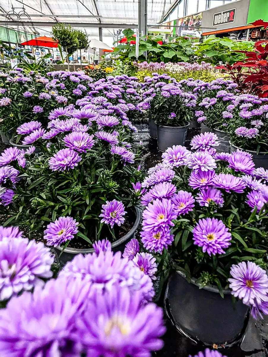 Appel_Gartenmarkt_Baumarkt_Zoomarkt_Haldensleben-Gartenpflanzen-3