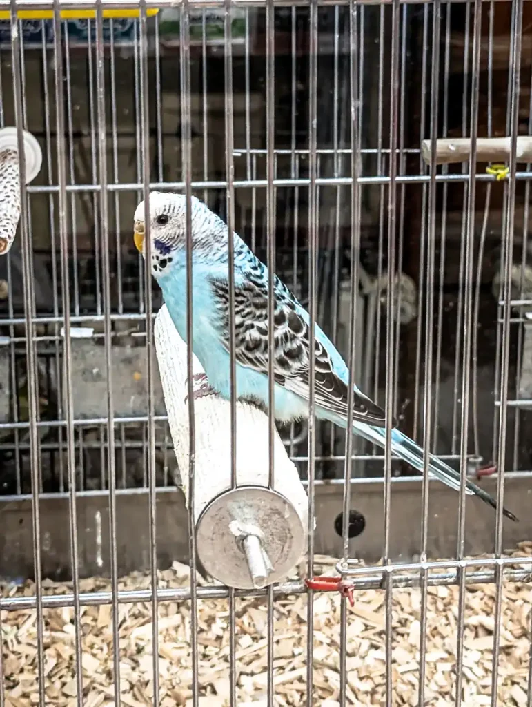 Appel Gartenmarkt - Wellensittich im Zoomarkt